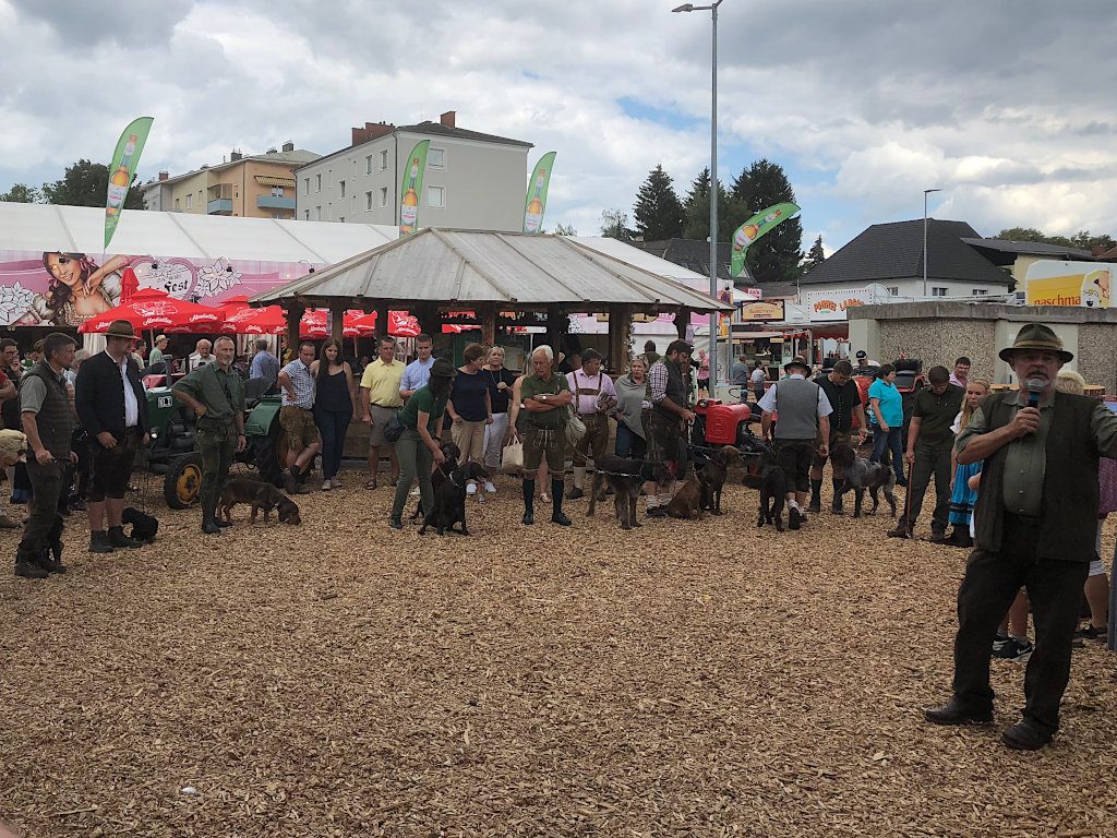 Jagdhundevorstellung auf der Freistädter Messe 2018 - Klub Dachsbracke