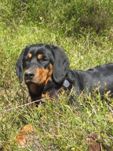 Vita vom Egersbach - Klub Dachsbracke