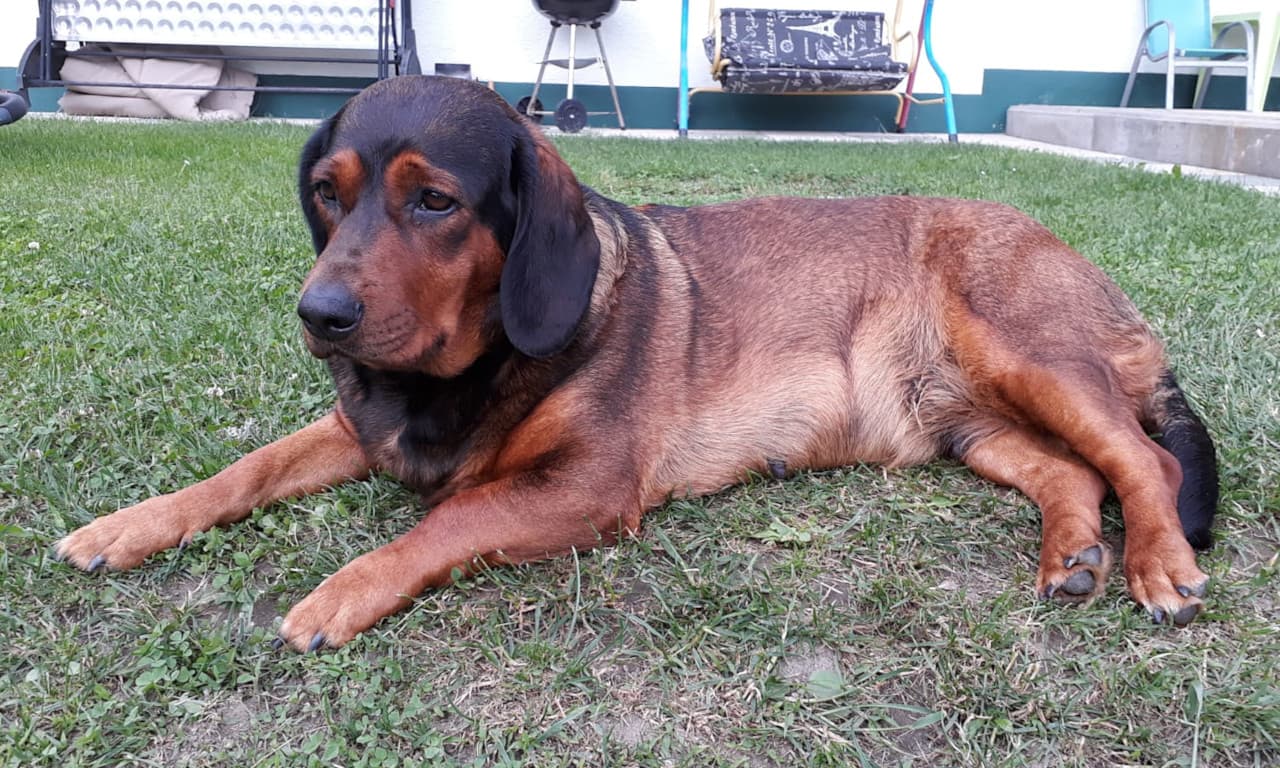 Jagdhund Mira von Althausen - Klub Dachsbracke 2018