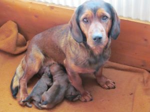 Diana von den Hadenboden mit ihren Welpen - Klub Dachsbracke 2018