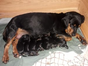 Die nächste Generation Schweißhunde ist gewölft - Klub Dachsbracke