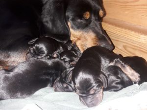 Vita vom Egersbach mit ihren Welpen - Klub Dachsbracke