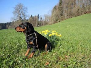 Bora vom Zirmegg - Klub Dachsbracke