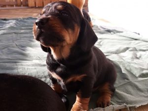 Ein perfektes "Sitz" mit 4 Wochen - Klub Dachsbracke