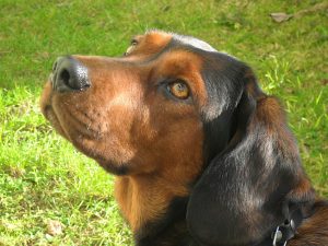 Zuchthündin - Daisy von Pritschon - Klub Dachsbracke