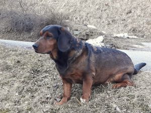 Jagdhund - Daisy von Pritschon - Klub Dachsbracke
