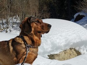 Jagdhund - Jessi von der Schlossherrnalm - Klub Dachsbracke