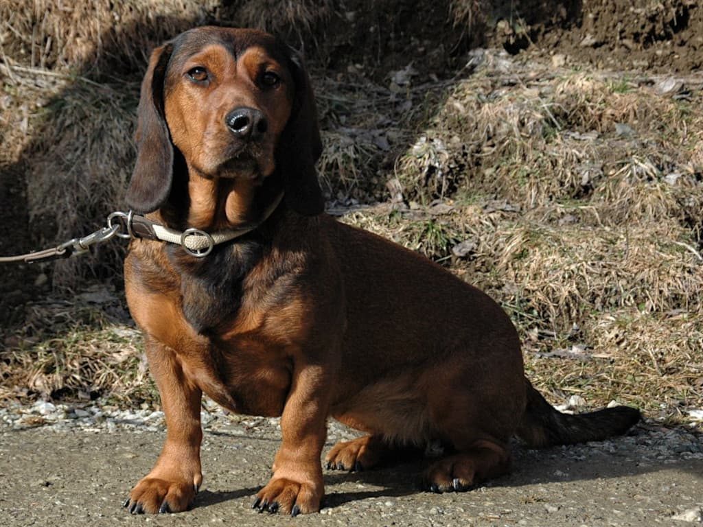 Jagdhund - Ajka von schwarzem Gift - Klub Dachsbracke