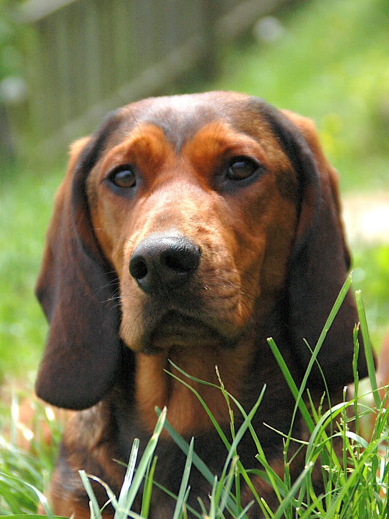 Jagdhunde - Dachsbracke - Ajka von schwarzem Gift