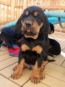 Ein stolzer Jagdhund - Watson vom Jagaboden freut sich auf seine erste Elchjagd - Klub Dachsbracke