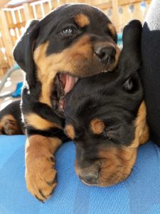 Jagdhunde Welpen haben sich zum Fressen gern - Klub Dachsbracke