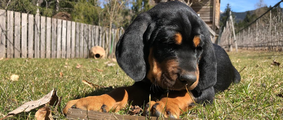 Jagdhundewelpen Vito vom Jagaboden - Klub Dachsbracke