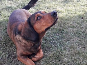 Jagdhund Wastl vom Reitschacher - Klub Dachsbracke