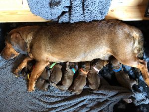 Ajka von schwarzem Gift mit ihren Welpen - Klub Dachsbracke