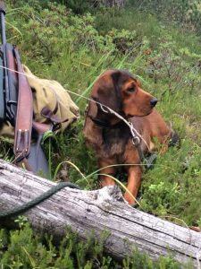 Jagdhund - Gina vom Hühnerspiel - Klub Dachsbracke