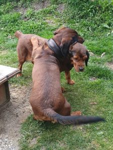 Jagdhunde - Nino von der Kesselwand mit Gina vom Hühnerspiel - Klub Dachsbracke