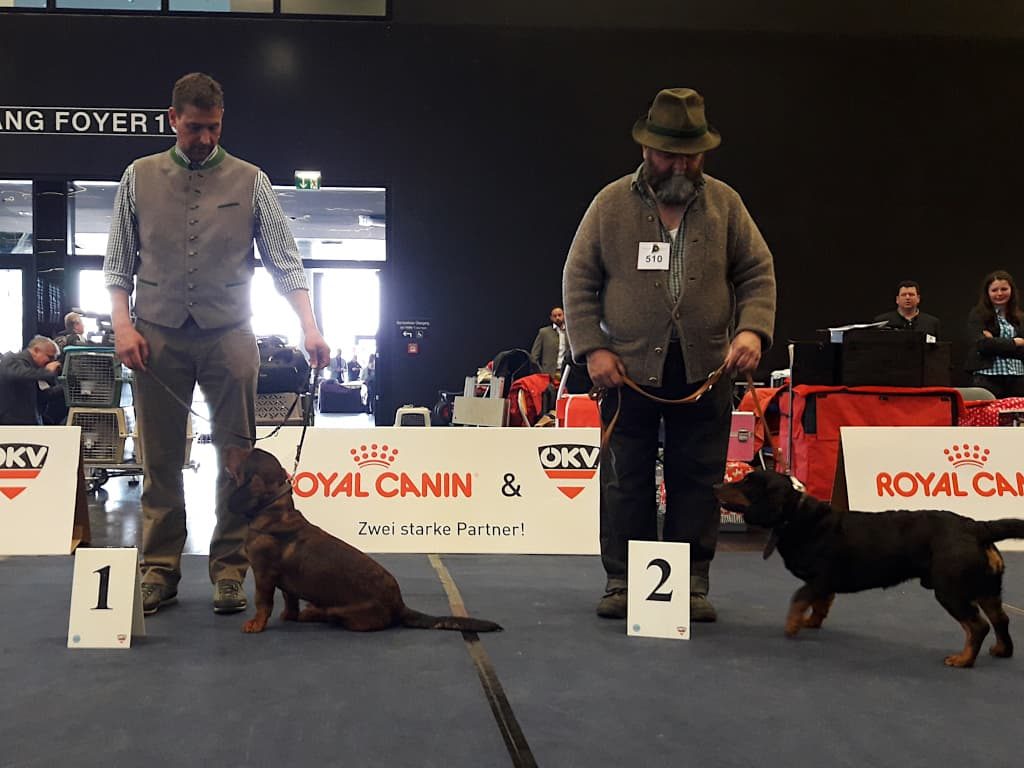 Johannes Tranninger mit Veit von der Mieleralm, Josef Gruber mit Rudi vom Feistritzgraben - Internationale Hundeausstellung 2019 Salzburg – Klub Dachsbracke