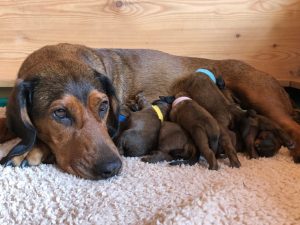 Jagdhundewelpen von Ajka von schwarzem Gift - Klub Dachsbracke