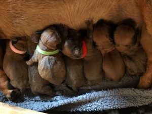 Welpen von Ajka von schwarzem Gift - Klub Dachsbracke