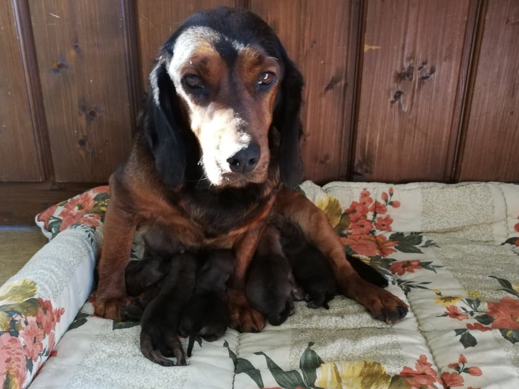 Daisy von Pritschon mit ihren Welpen - Klub Dachsbracke