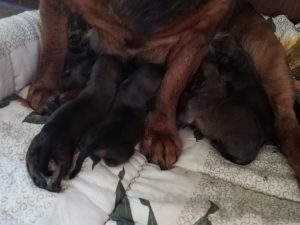 Welpen von Daisy von Pritschon – Klub Dachsbracke