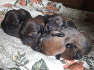 Welpen von Daisy von Pritschon – Klub Dachsbracke