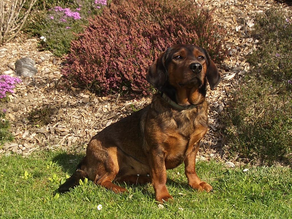 Zuchthündin - Ebby von den Hadenboden - Klub Dachsbracke