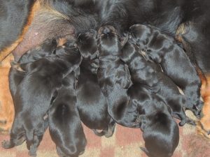 Die Welpen von Chira vom Zirmegg - Klub Dachsbracke 2019