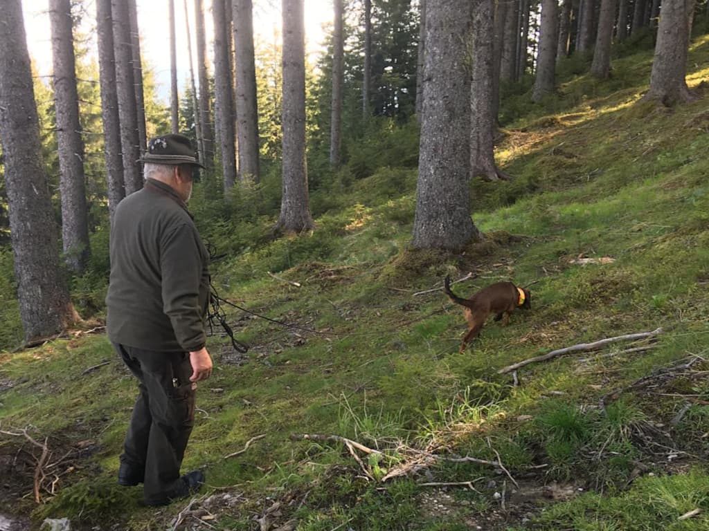 Eifrig bei der Arbeit - Übungstag der Landesgruppe Salzburg 2019 – Klub Dachsbracke