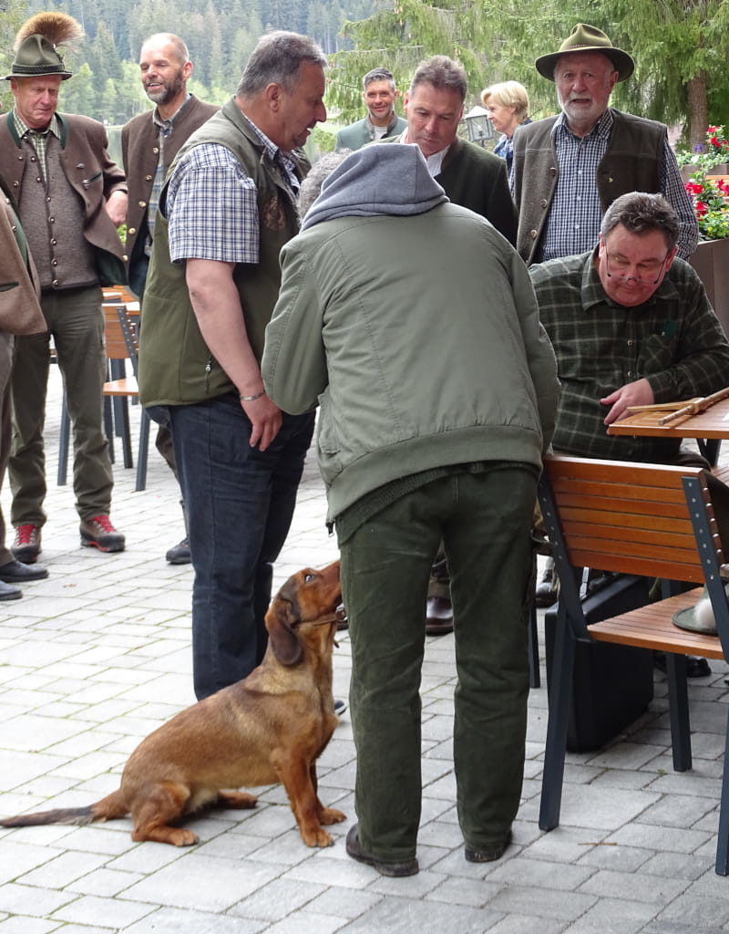 Formwertrichter Dr. Georg bei der Formbewertung - Landestreffen Tirol 2019 – (c) Klub Dachsbracke