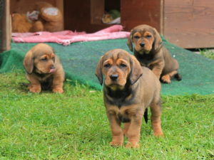 Die Welpen von Daisy von Pritschon in der 6. Woche – Klub Dachsbracke