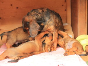 In den letzten 6 Wochen sind wir ordentlich gewachsen - Welpen „von der Pletzenwand“ – Klub Dachsbracke