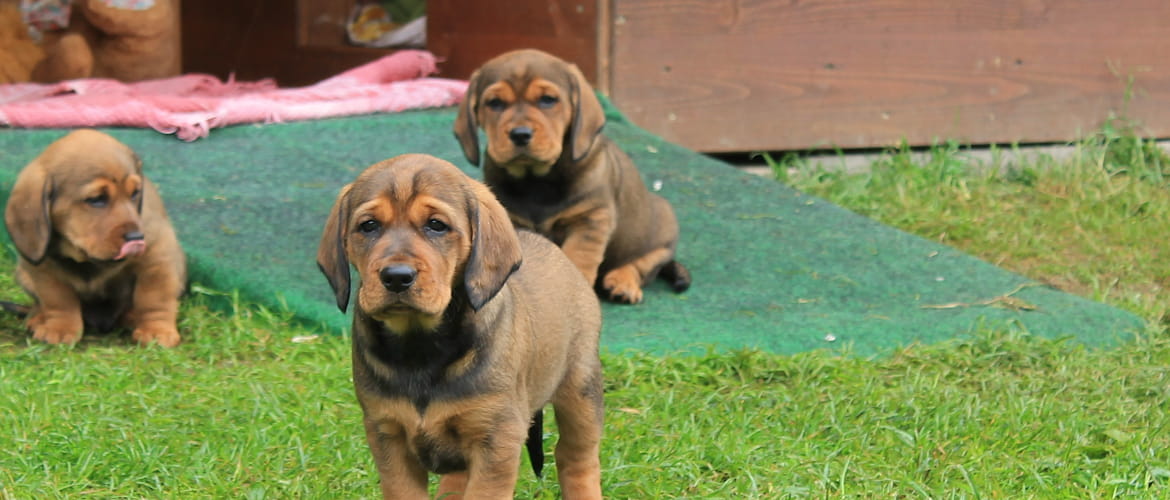 Jagdhunde Welpen von Daisy von Pritschon in der 6. Woche – Klub Dachsbracke