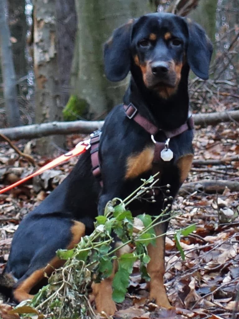 Fiona von der Apriacheralm - Klub Dachsbracke 2019