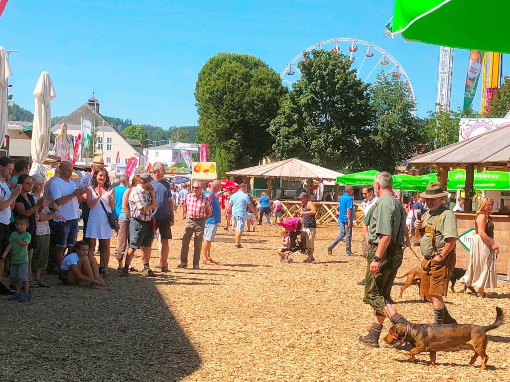 Elvis begeisterte das Publikum - Jagdhundevorstellung auf der Freistädter Wiesn - Klub Dachsbracke 2019