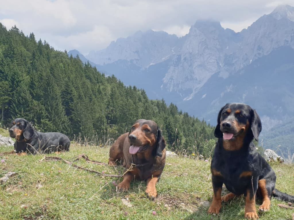 Durstige Dachsbracken mit dem Wilden Kaiser - Wandertag der Landesgruppe Tirol 2019 – Klub Dachsbracke