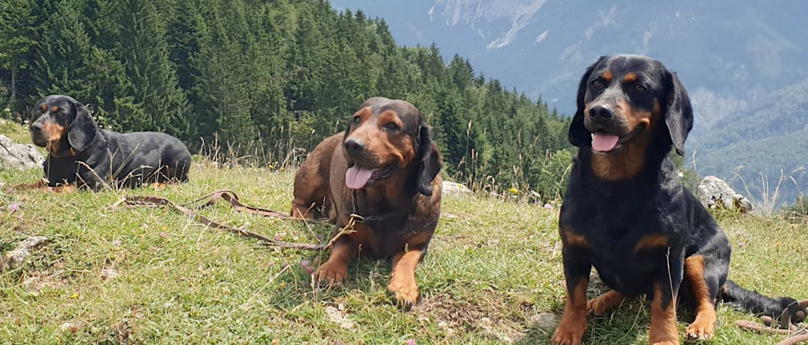 Dachsbracken Wandertag in Tirol