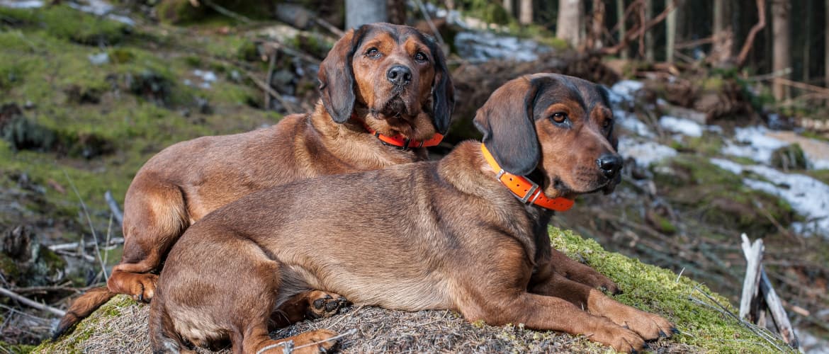 Jagdhunde - Alpenländische Dachsbracke - der österreichische Schweisshund