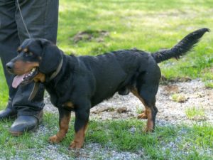 Rudi vom Feistritzgraben - Klub Dachsbracke
