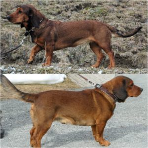 Ajka von schwarzem Gift und Ben von Hinterwinkl - Klub Dachsbracke 2021