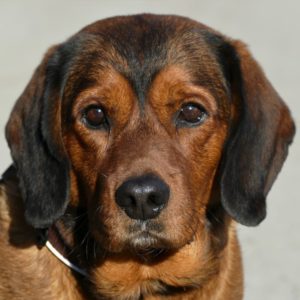 Ben von Hinterwinkl - Klub Dachsbracke 2021