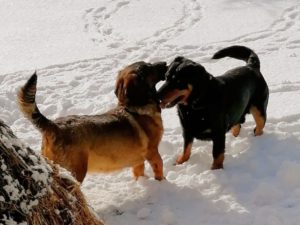 Rudi vom Feistritzgraben mit Jessi von der Schlossherrnalm - Klub Dachsbracke