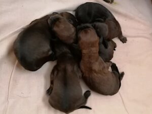 Welpen von Jessi von der Schlossherrnalm - Klub Dachsbracke 2021