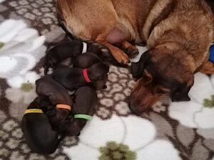 Jessi von der Schlossherrnalm mit ihren Welpen - Klub Dachsbracke 2021