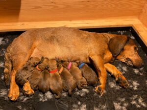 Ajka von schwarzem Gift mit ihren Welpen - Klub Dachsbracke 2021