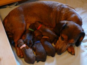 Ajka von schwarzem Gift mit ihren Welpen - Klub Dachsbracke 2021