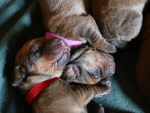 Welpen von Ajka von schwarzem Gift - Klub Dachsbracke 2021