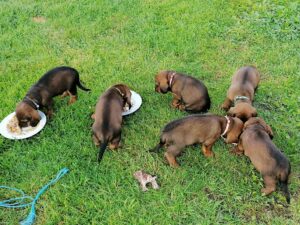 Welpen von Jessi von der Schlossherrnalm - Klub Dachsbracke 2021