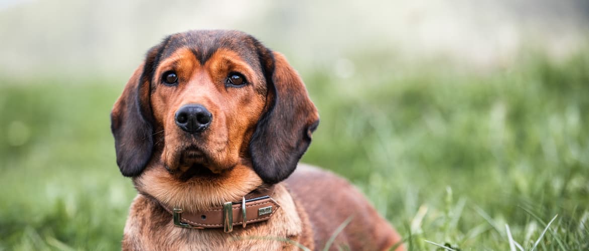Die Alpenländische Dachsbracke Der österreichische Schweisshund