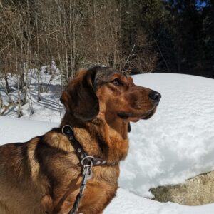 Jagdhund - Jessi von der Schlossherrnalm - Klub Dachsbracke